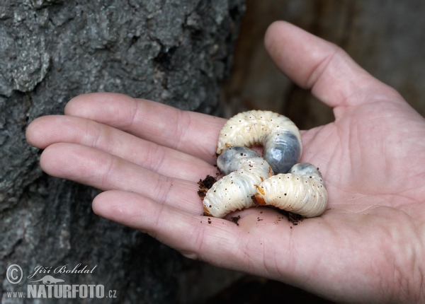 Hermit Beetle (Osmoderma barnabita)