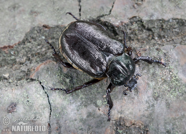 Hermit Beetle (Osmoderma barnabita)