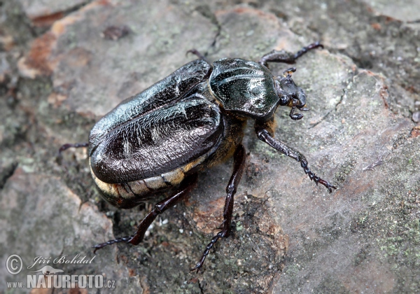Hermit Beetle (Osmoderma barnabita)