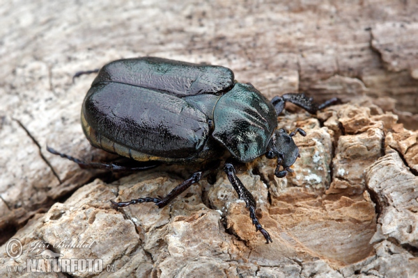 Hermit Beetle (Osmoderma barnabita)