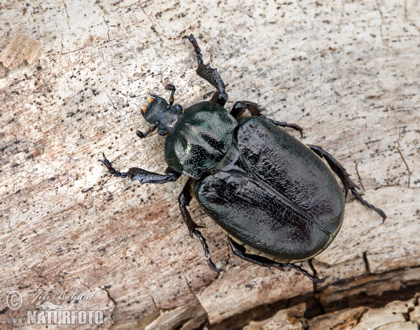 Hermit Beetle (Osmoderma barnabita)