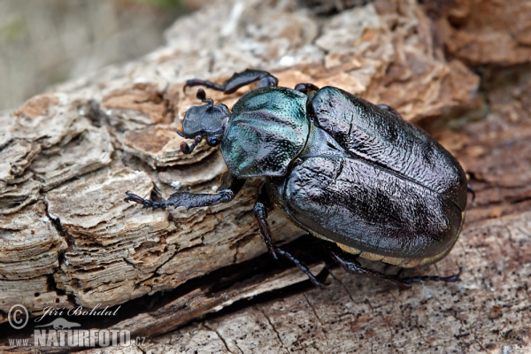 Hermit Beetle (Osmoderma barnabita)