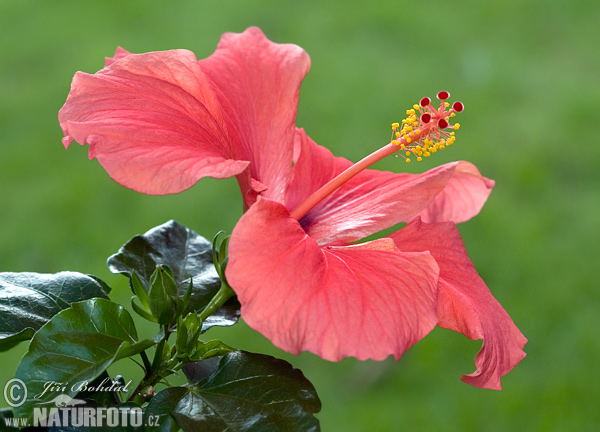 Hibisko