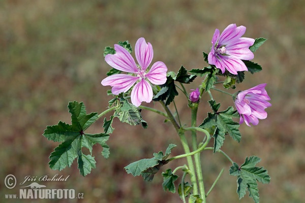 High Mallow (Malva sylvestris)