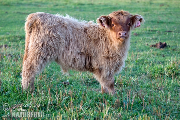 Highland cattle