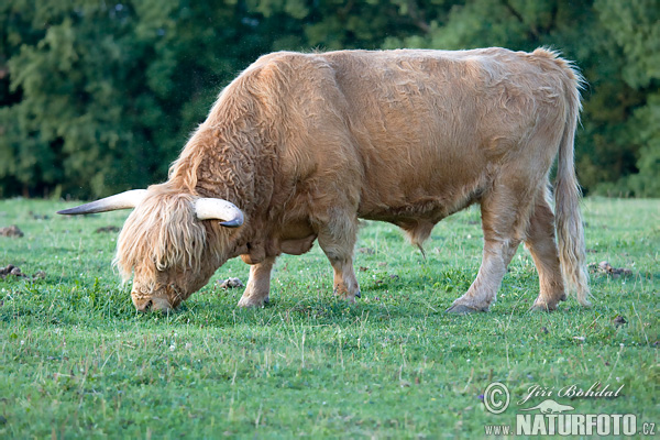 Highland cattle