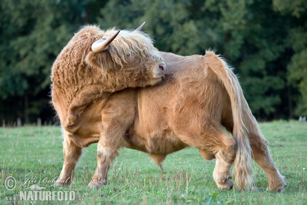 Highland Cattle (Bos primigenius f. taurus)