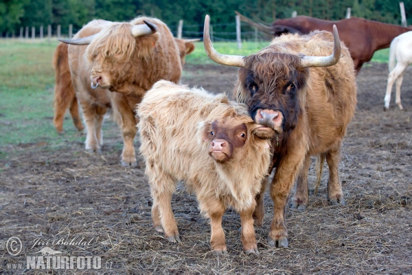 Highland Cattle (Bos primigenius f. taurus)