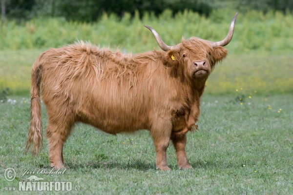 Highland Cattle (Bos primigenius f. taurus)