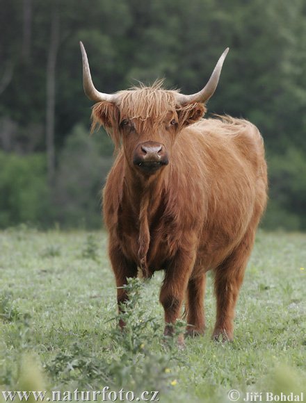 Highland race bovine