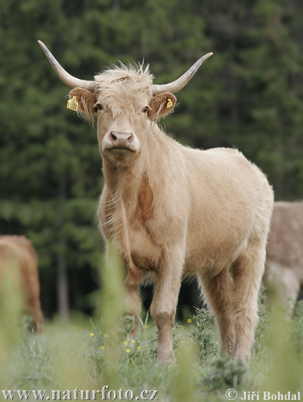 Highland race bovine