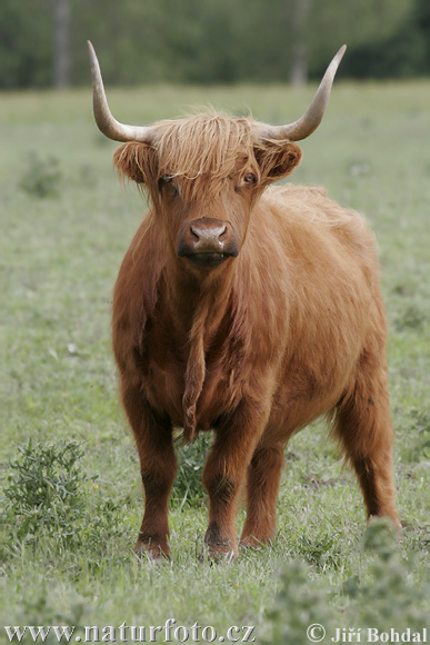 Highland race bovine