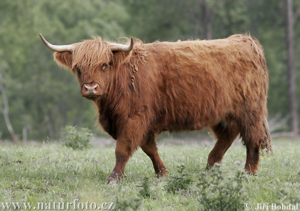 Highlander razza bovina