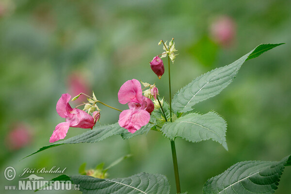 Himalayan Balsam (Impatiens glandulifera)