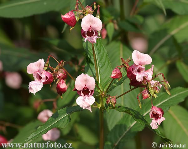 Himalayan Balsam