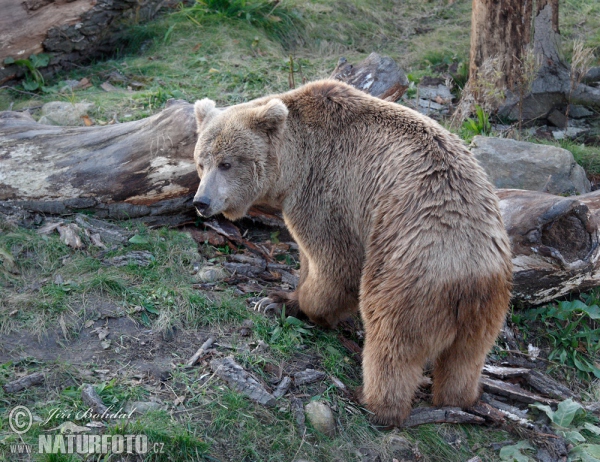 Himalayan Brown Bear (Ursus arctos isabellinus)