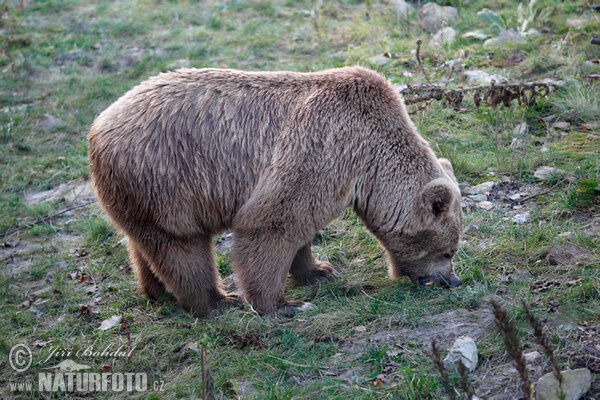 Himalayan Brown Bear (Ursus arctos isabellinus)