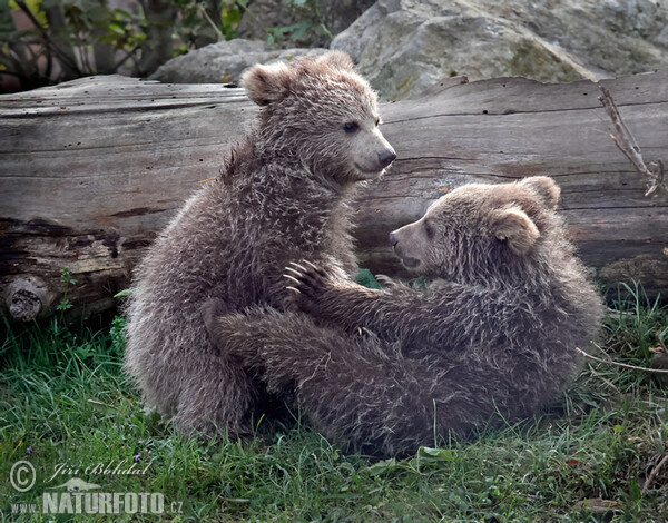 Himalayan Brown Bear (Ursus arctos isabellinus)