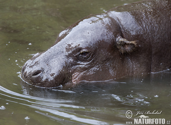 Hipopótamo-pigmeu