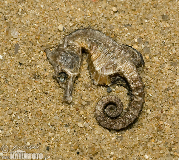 Hippocampus sp.