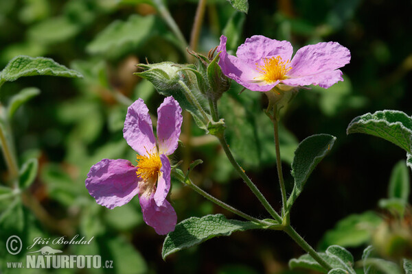 Hoary Rock-rose (Cistus incanus)