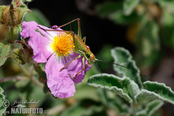 Hoary Rock-rose (Cistus incanus)