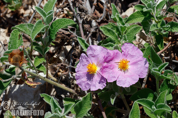 Hoary Rock-rose (Cistus incanus)