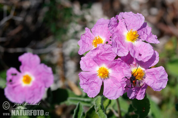 Hoary Rock-rose (Cistus incanus)