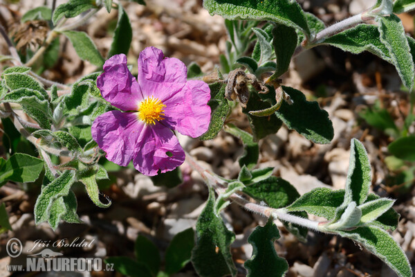 Hoary Rock-rose (Cistus incanus)