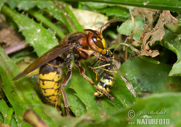 Hoornaar insect