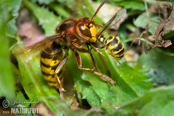 Hoornaar insect