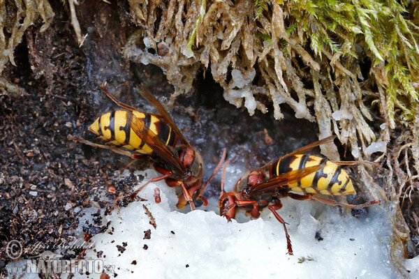 Hoornaar insect