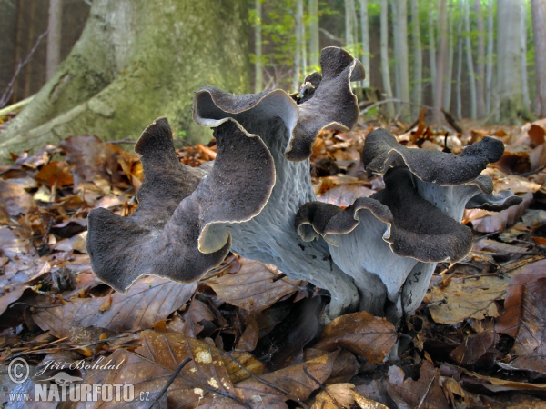 Horn of Plenty Mushroom (Craterellus cornucopioides)