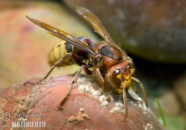 Hornet (Vespa crabro)