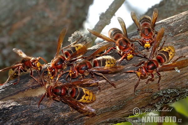 Hornet (Vespa crabro)