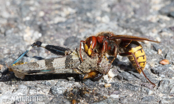 Hornet (Vespa crabro)