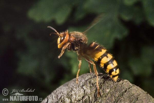 Hornet (Vespa crabro)