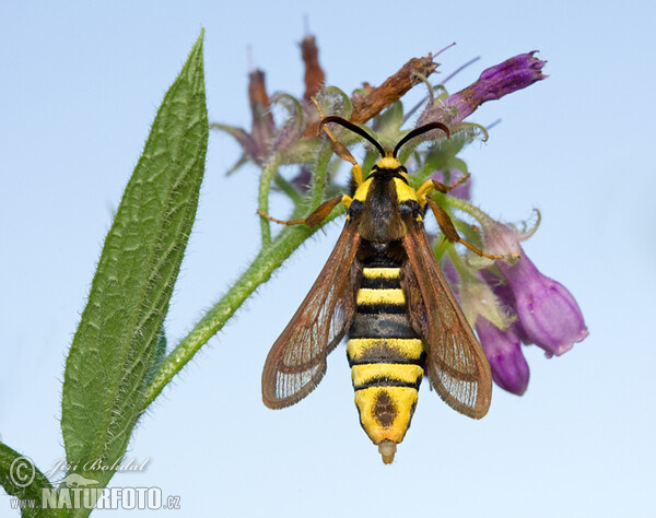 Hornet Moth (Sesia apiformis)