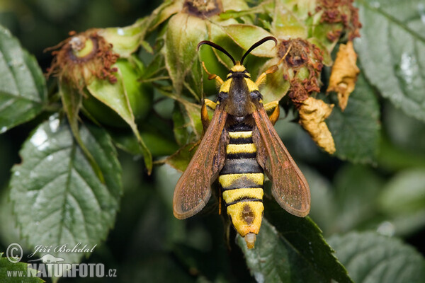 Hornet Moth (Sesia apiformis)