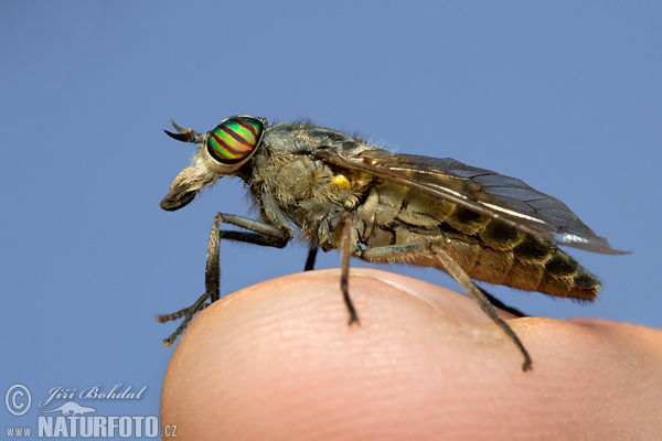 Horse Fly (Tabanus sp.)