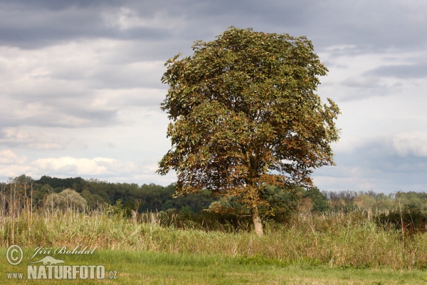 Horsechestnut (Aesculus hippocastanum)