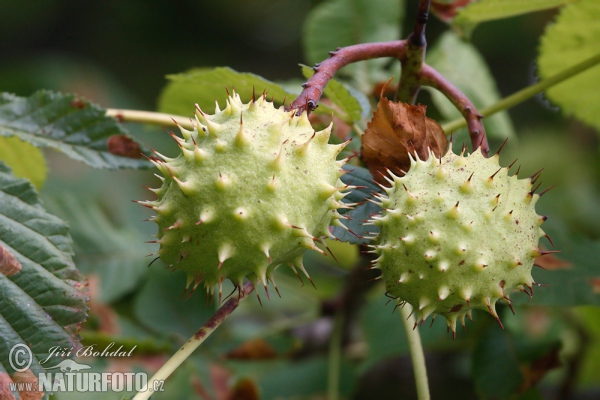 Horsechestnut (Aesculus hippocastanum)