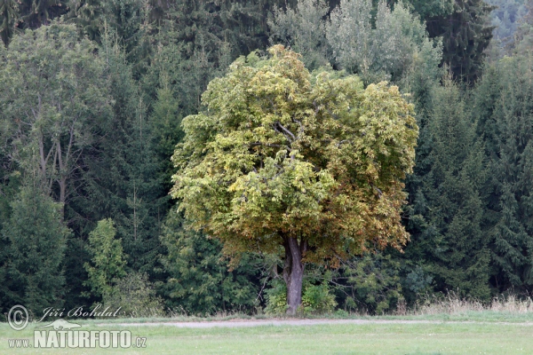 Horsechestnut (Aesculus hippocastanum)