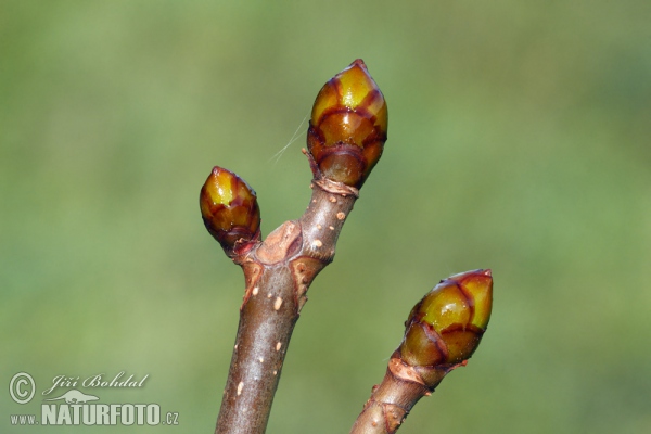 Horsechestnut (Aesculus hippocastanum)