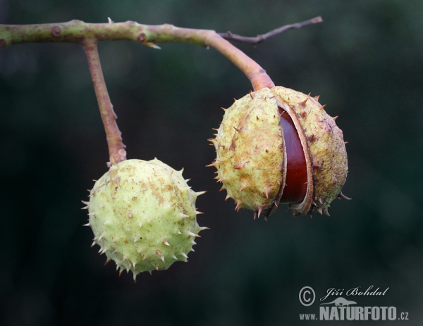 Horsechestnut (Aesculus hippocastanum)