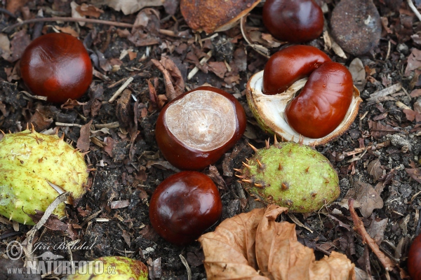 Horsechestnut (Aesculus hippocastanum)