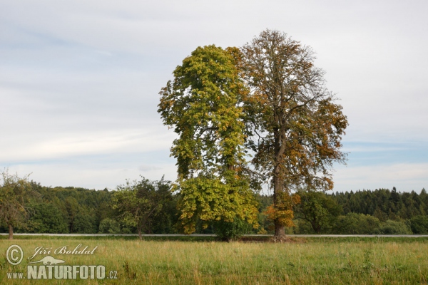 Horsechestnut (Aesculus hippocastanum)