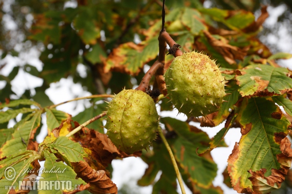 Horsechestnut (Aesculus hippocastanum)