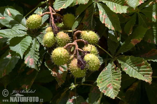 Horsechestnut (Aesculus hippocastanum)