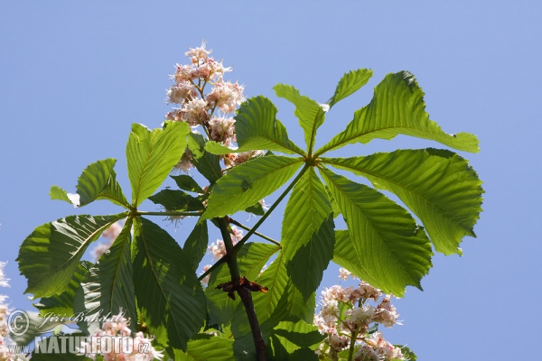 Horsechestnut (Aesculus hippocastanum)